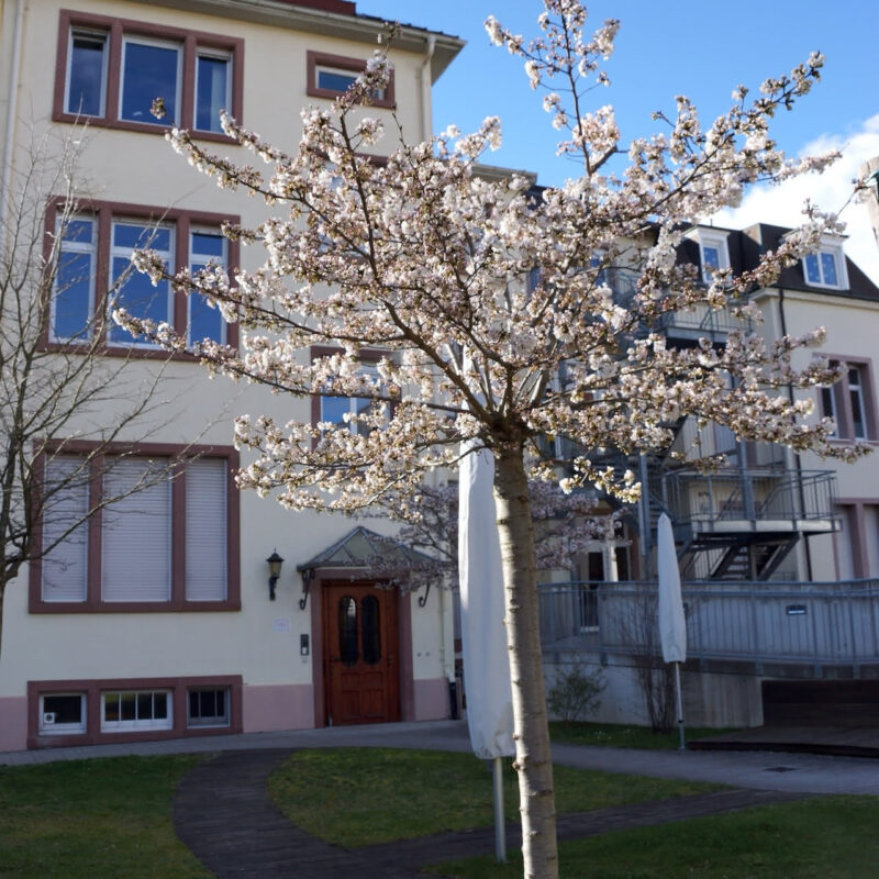 Korczak Haus im Frühling